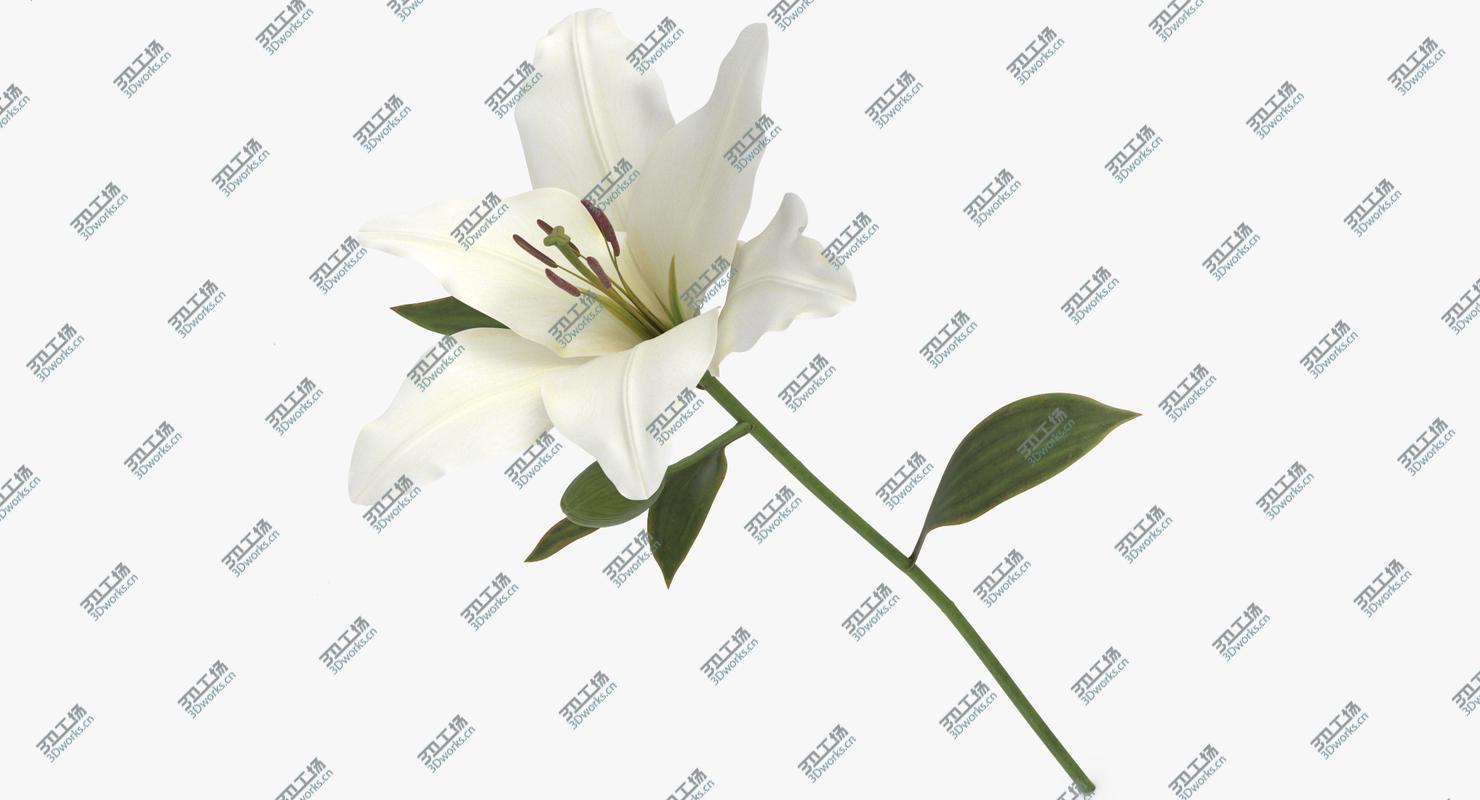 images/goods_img/2021040163/Lilium - White 3D model/3.jpg